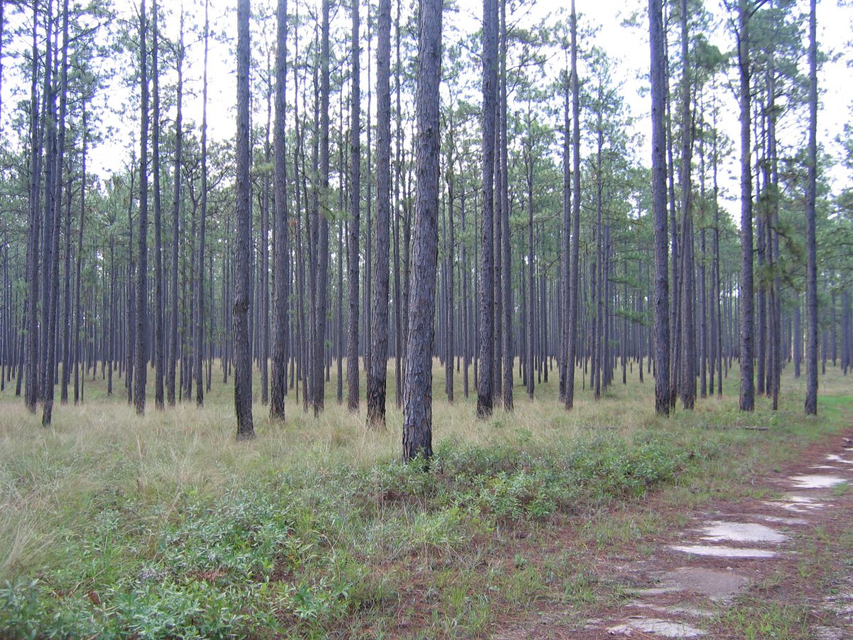 Pine Tree Plantation Farm