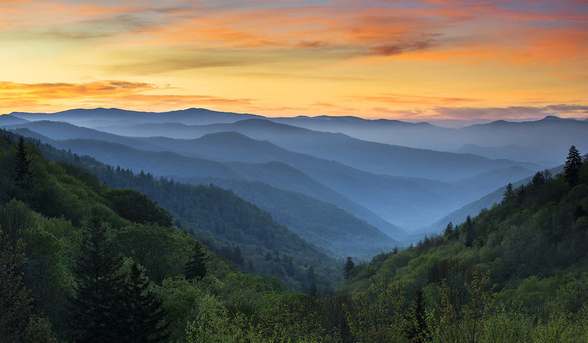 Appalachia Forest