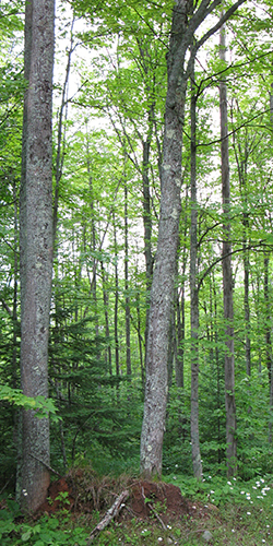 Appalachia Forest