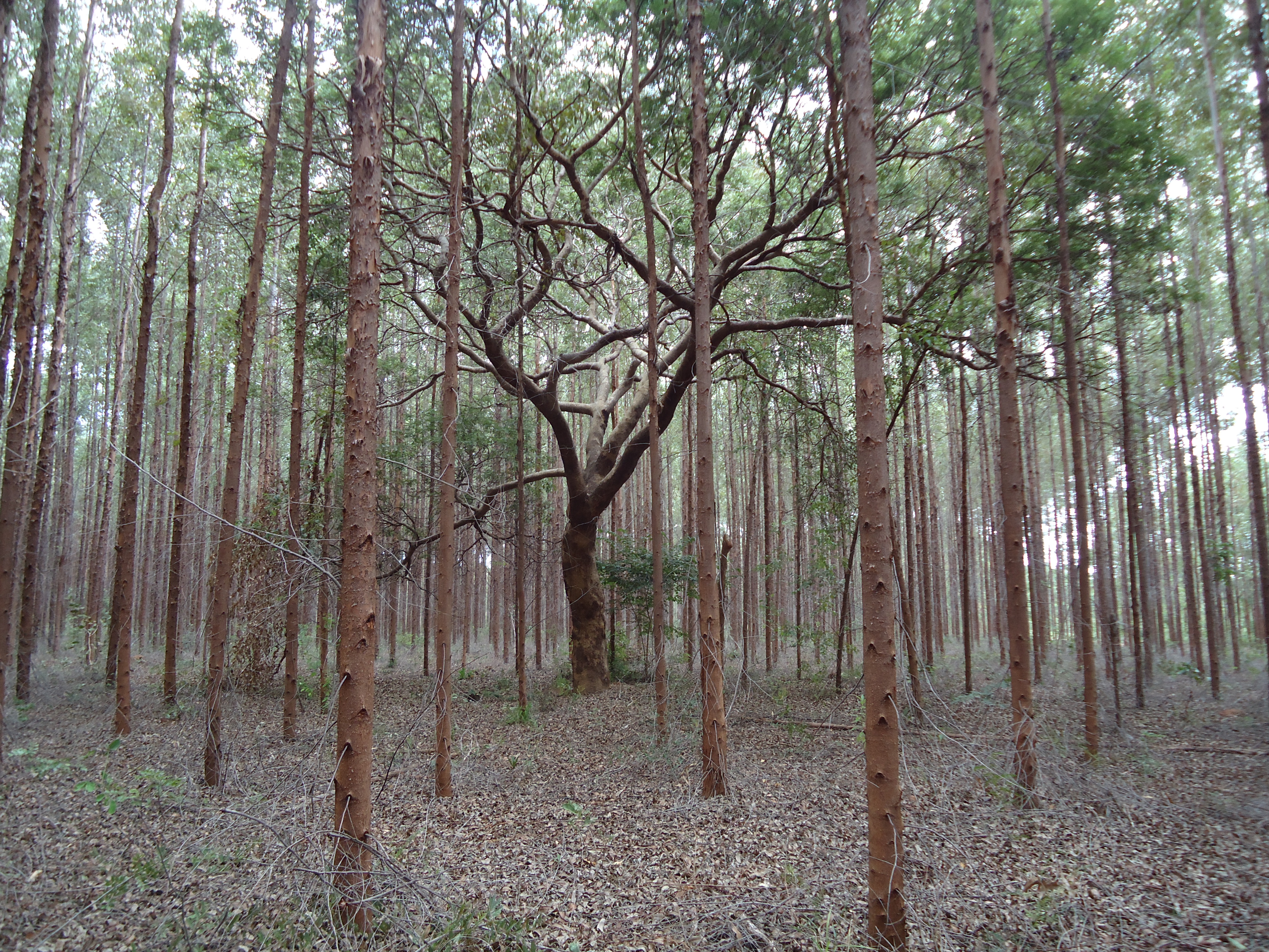 Eucalyptus plantation