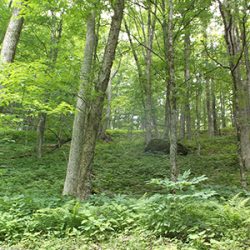 Hardwood Trees