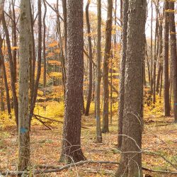 Hardwood Forest