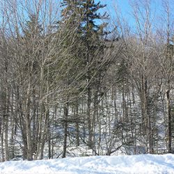 Hardwoods in Winter