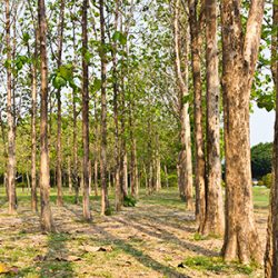 Teak Forest